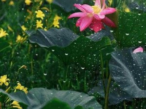 老人船上弄雨荷和普通版对比_老人船上弄雨荷和普通版有何不同？