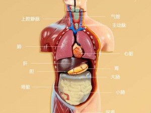 19 人体——全方位了解人体结构的理想模型