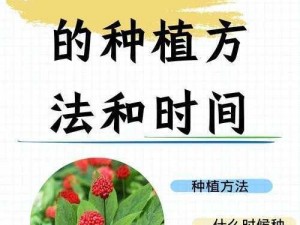 以人参种植技术与栽培管理为核心的新时代农业科技研究探究人参的现代化种植技术及栽培管理方法