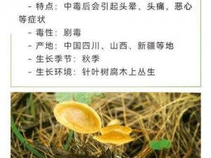 关于贪婪洞窟2蘑菇用法全面解析与获取方法详览