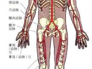 感觉到身体里的血在流动—为什么感觉到身体里的血在流动？