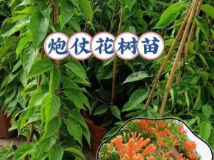 抖音平台之花树教学：探索植物知识，绽放学习之花，共筑绿色未来教育梦