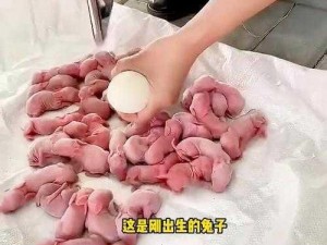 结婚晚上怎么吃女生的小兔兔-结婚当晚，如何品尝伴侣的小兔兔？