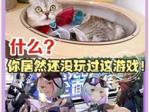 揭秘《猫之城》游戏内风暴挑战刷新时间表，重置时刻全解析