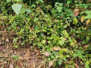 日本草草视频_如何评价日本草草视频？