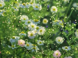 野花视频在线观看最新高清,野花视频在线观看最新高清，无限制内容，尽在其中