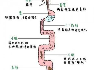 最原始进入静静的大肠 最原始进入方式，探秘大肠的奇妙之旅