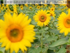 向日葵视频18禁止勿看_向日葵视频 18 禁止，为什么不能看？