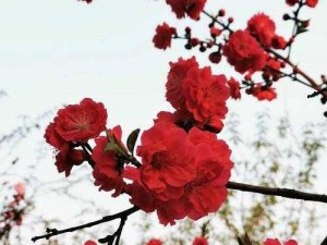 十里桃花美景中，守护炎华洞之秘：详尽玩法介绍