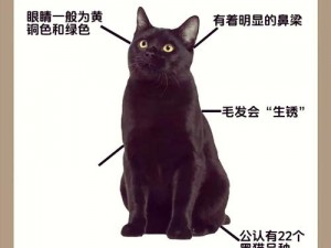 七日深度探究：凝视黑猫如何征服世界七日连刷挑战的独特魅力