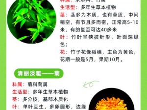 梅兰竹菊四君子形象，萝卜谜题揭晓：桃源深处答案藏风华；七字解读桃源秘境