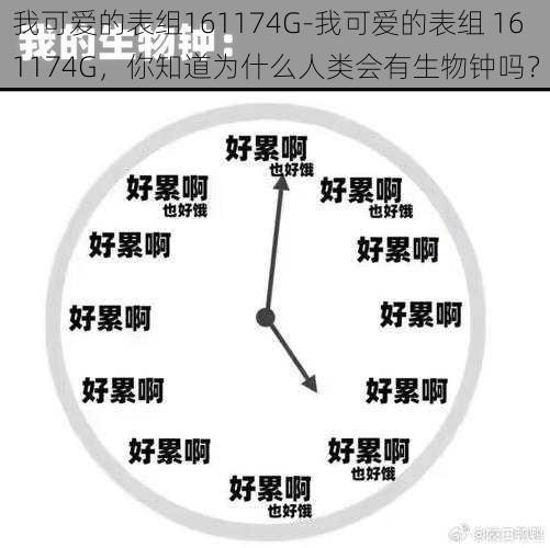 我可爱的表组161174G-我可爱的表组 161174G，你知道为什么人类会有生物钟吗？