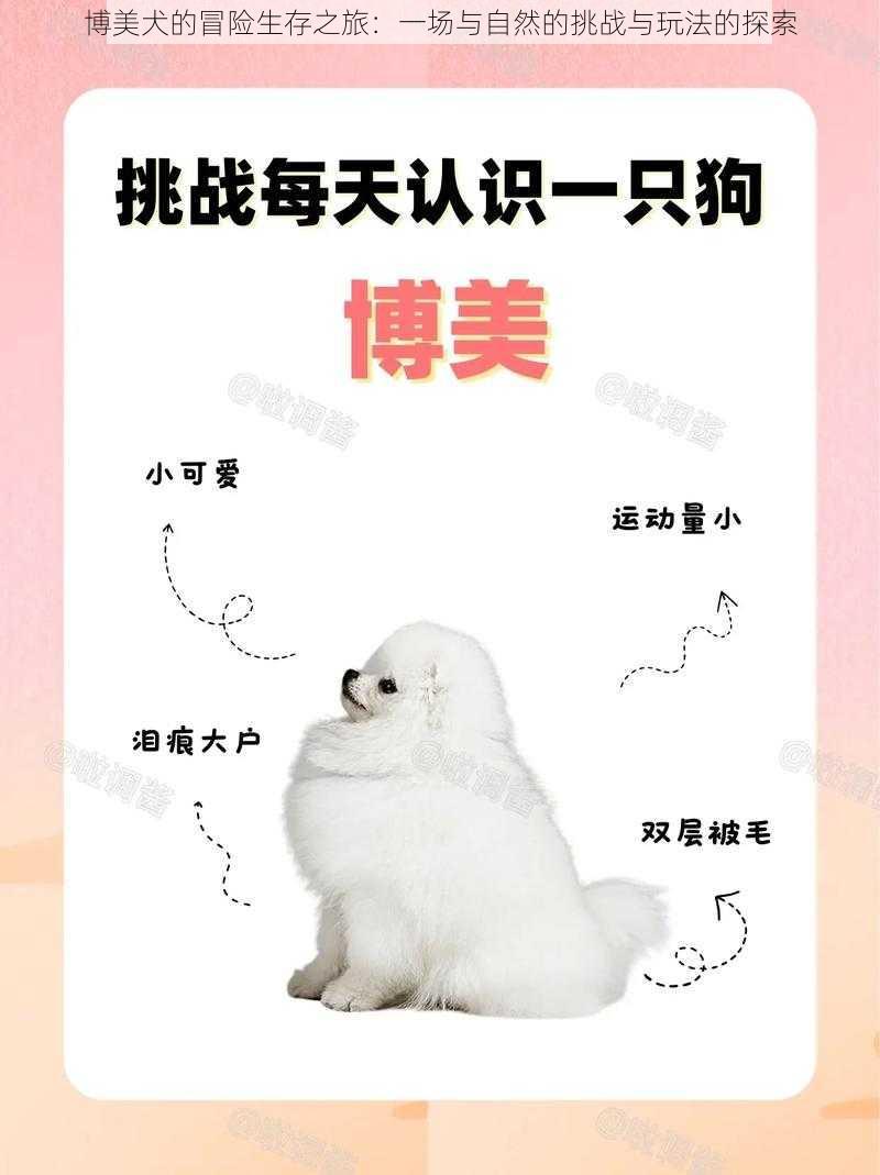 博美犬的冒险生存之旅：一场与自然的挑战与玩法的探索