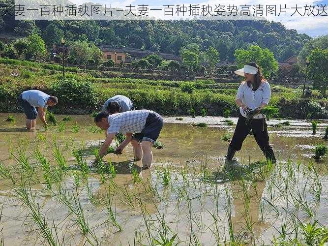 夫妻一百种插秧图片—夫妻一百种插秧姿势高清图片大放送