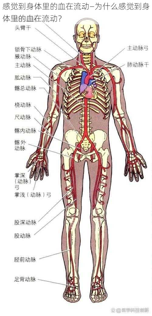 感觉到身体里的血在流动—为什么感觉到身体里的血在流动？