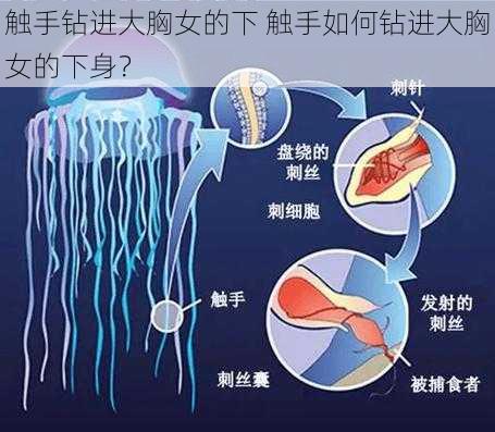 触手钻进大胸女的下 触手如何钻进大胸女的下身？