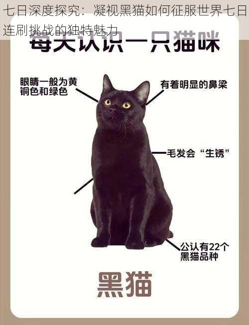 七日深度探究：凝视黑猫如何征服世界七日连刷挑战的独特魅力