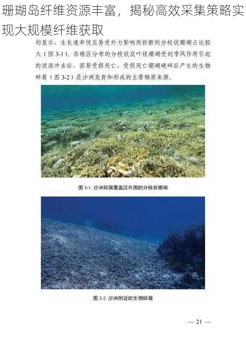 珊瑚岛纤维资源丰富，揭秘高效采集策略实现大规模纤维获取