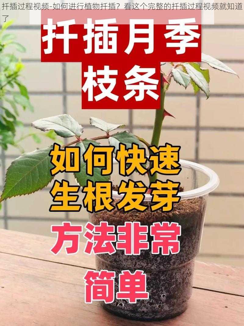 扦插过程视频-如何进行植物扦插？看这个完整的扦插过程视频就知道了