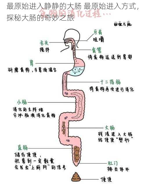 最原始进入静静的大肠 最原始进入方式，探秘大肠的奇妙之旅