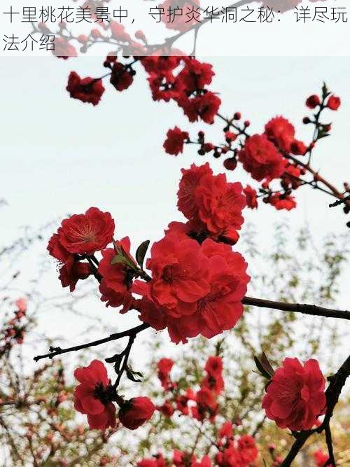 十里桃花美景中，守护炎华洞之秘：详尽玩法介绍